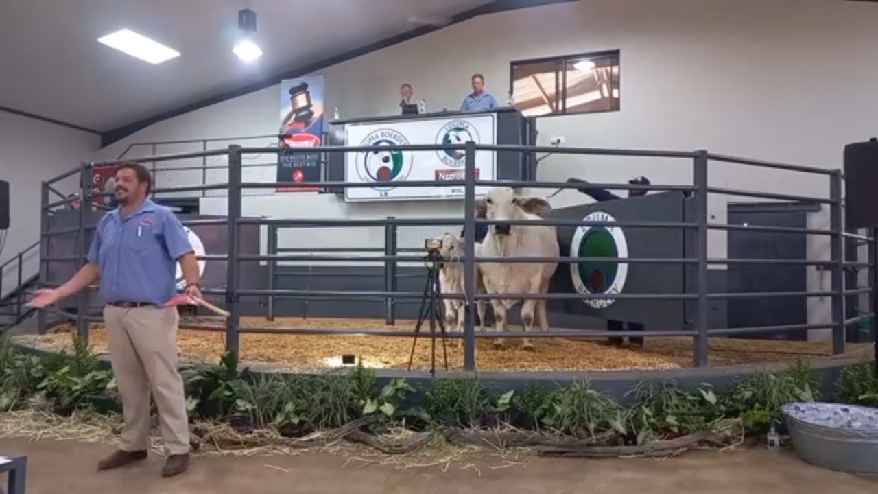 Regstreeks by Louma Boerdery | Nedibest Brahmane se eerste Produksie Veiling - Deel 1