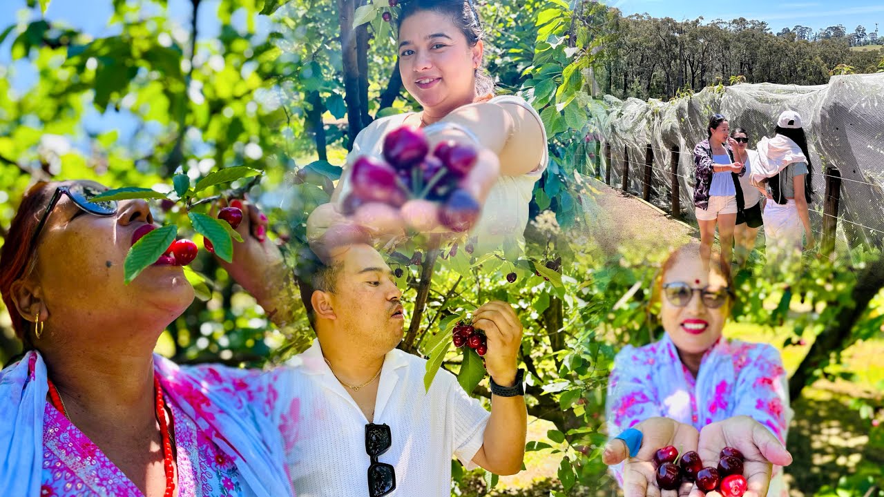 🍒 cherry 🍒 picking at its finest | straight from the Tree | Family time |