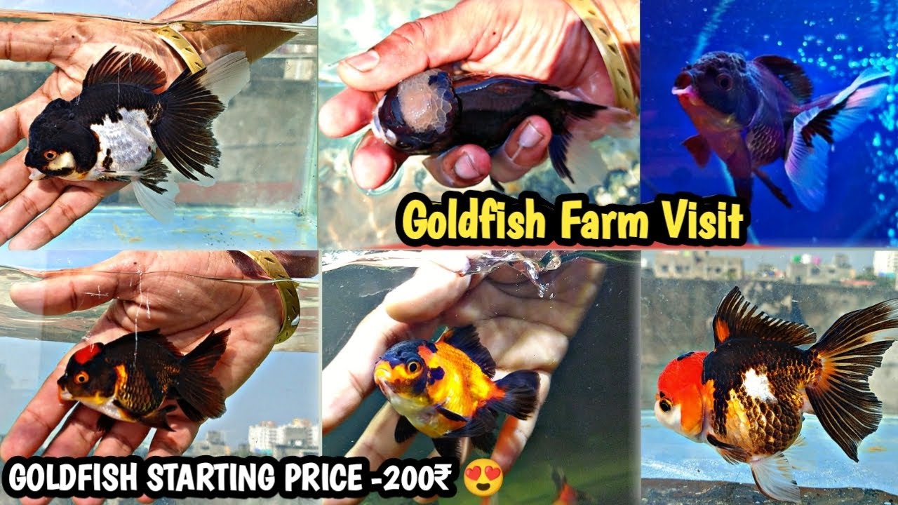 Exotic Goldfish Farm Vlog | Goldfish Starting Price 200₹ 😍|Jumbo Size Goldfish|Biggest Goldfish Farm