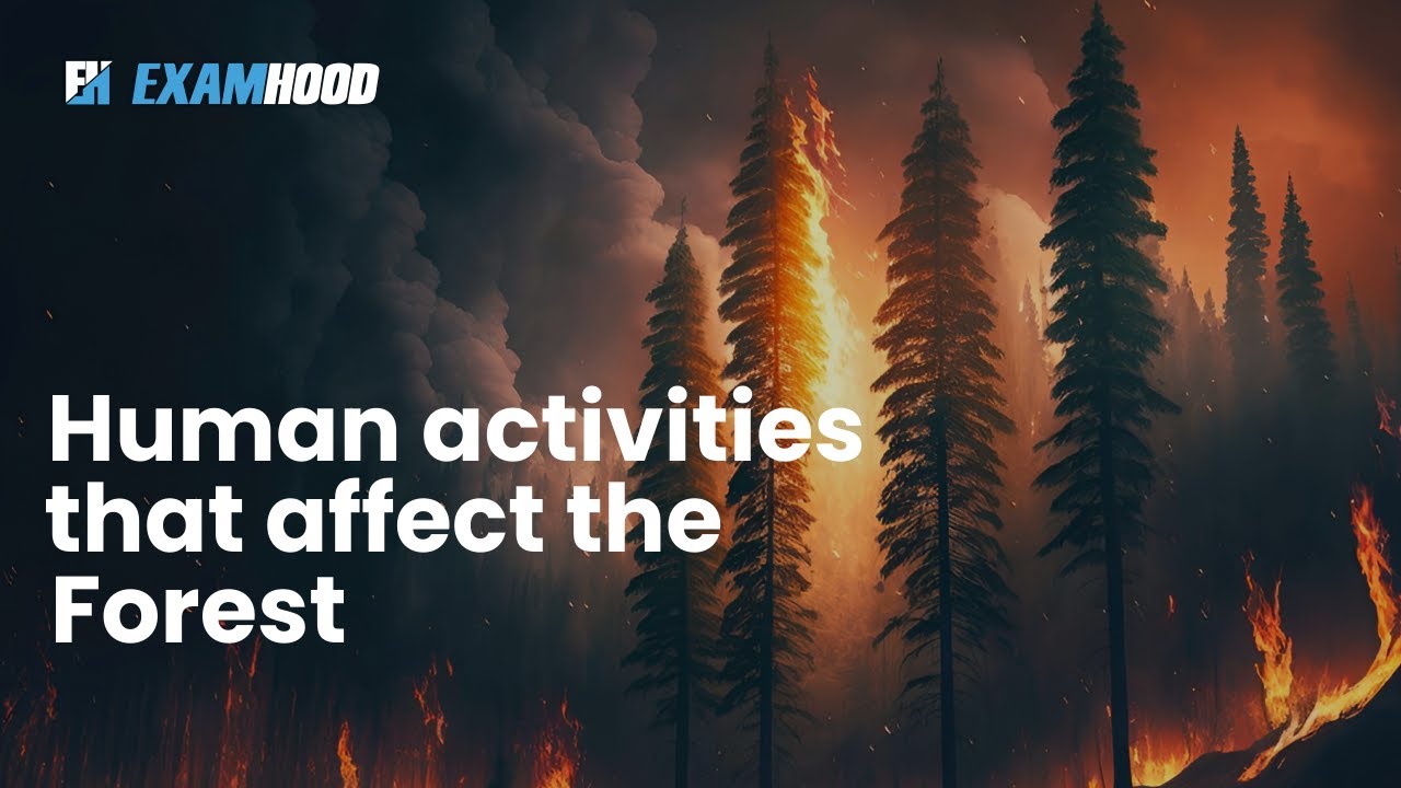 Human activities that affect the Forest
