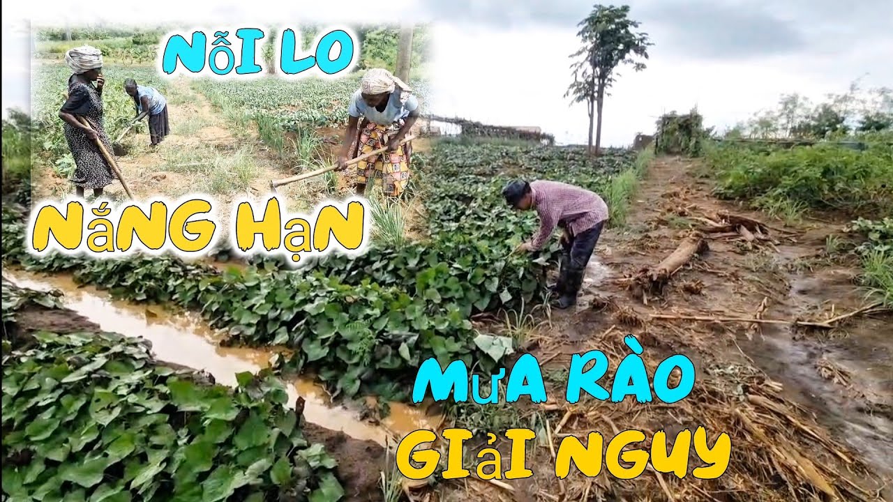 Huy Khánh Vlogs || Nắng Hạn Gặp Mưa Rào - Nguồn Lương Thực Cấp Thiết Của Người Dân Được Đảm Bảo ?