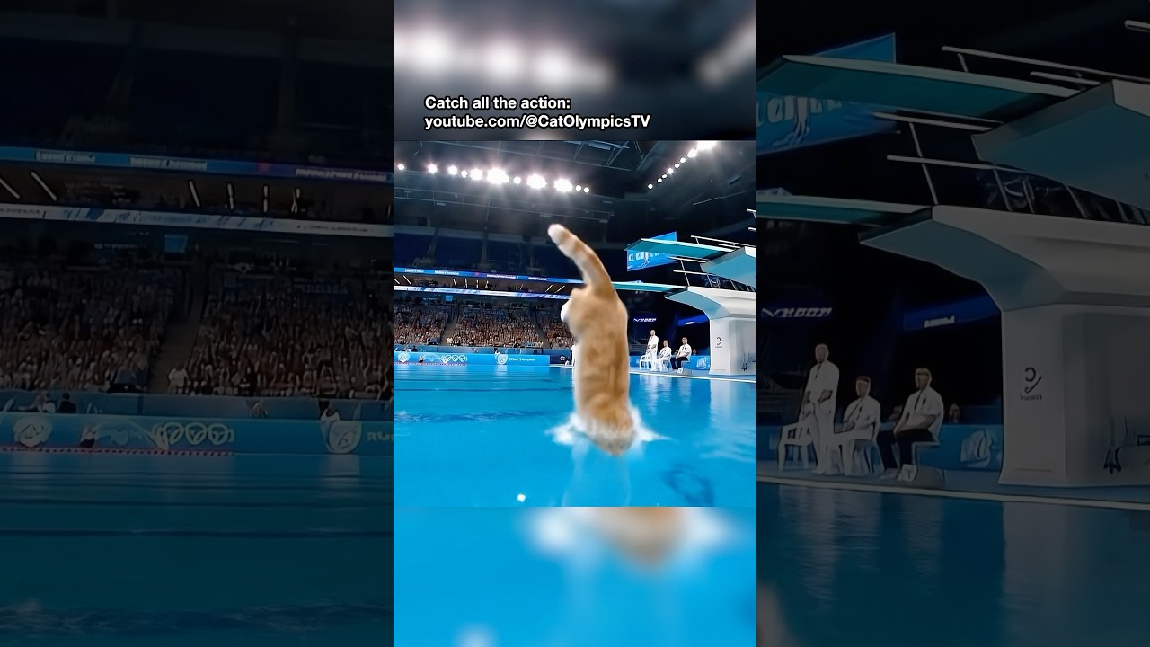 Can this CAT take home GOLD in the Olympics? 🥇 #cat #cats #olympics #ai #veo3 #diving #pool #sports