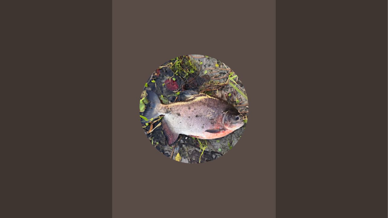 Live Fishing #g4outdoors  #fishing #outdoors #subscribe 
