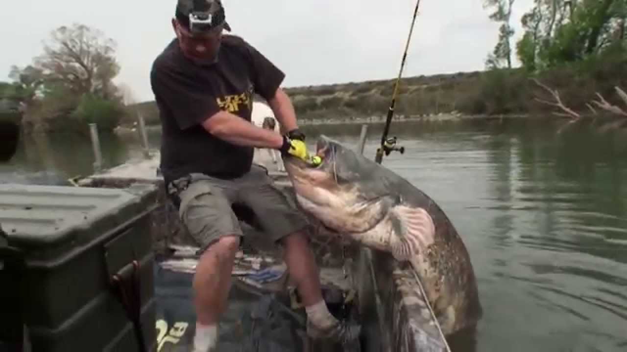 The White Catfish Tour