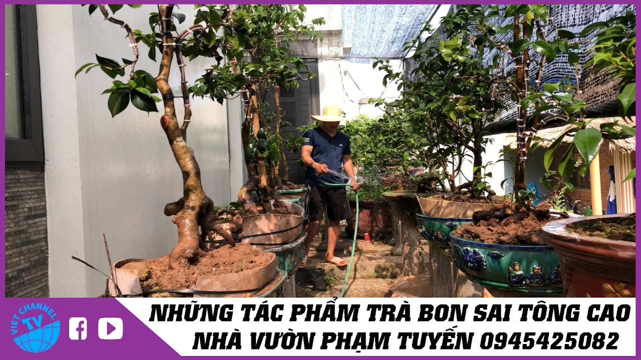 Vường Trà My Bonsai Tông Cao Đẹp Nhất Nam Định Của Nhà Vườn Phạm Tuyến  ( Zalo : 0945425082 )