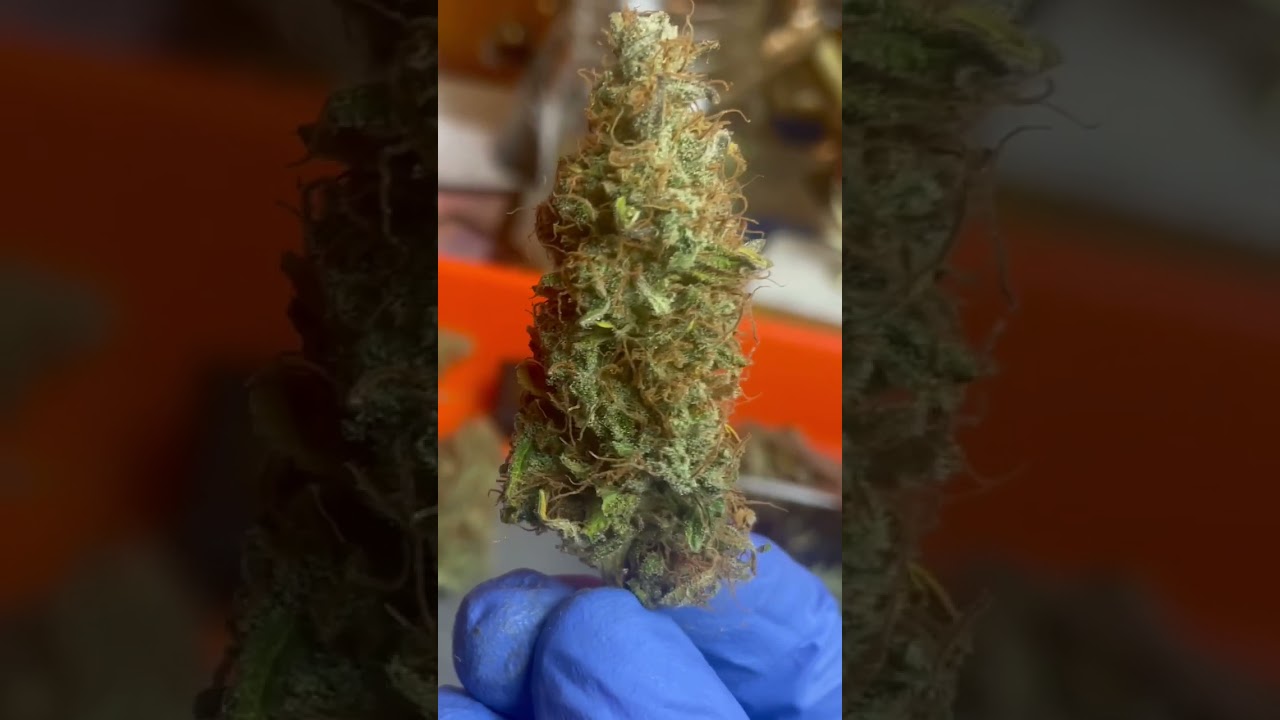First Homegrown harvest #cannabiseducation #grow #relatable #weedchannel #funny #homegrown