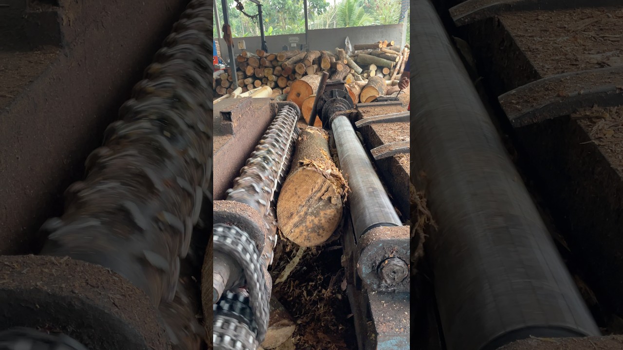 Wood sawmill peeling 🪵🌲|