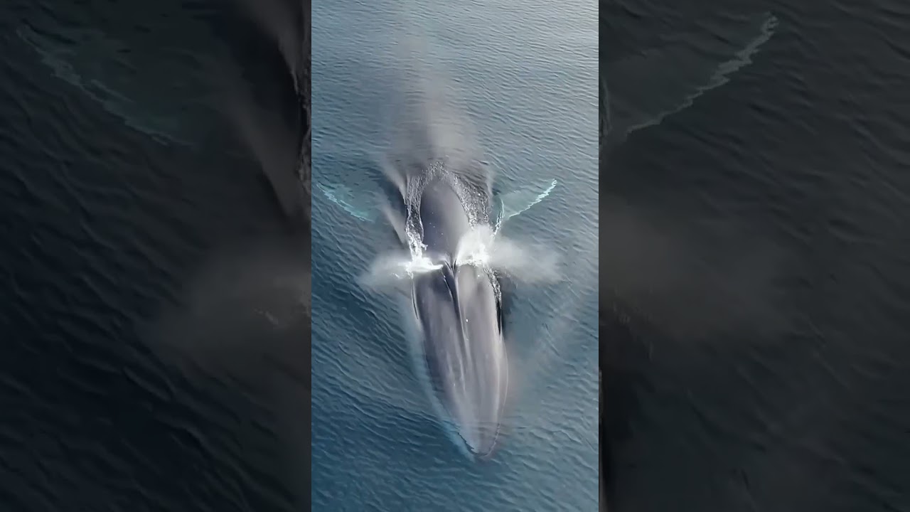 blue whale Atlantic Ocean