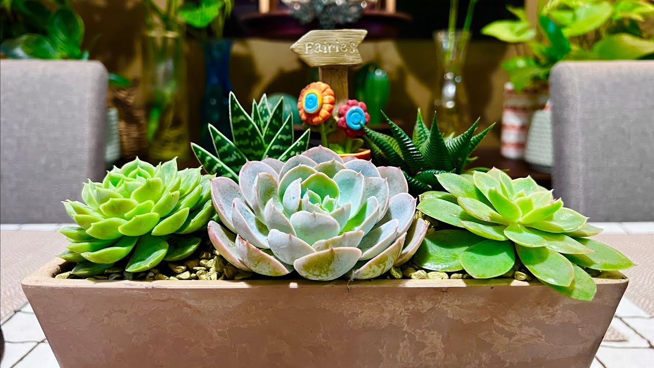How to Arrange in a Small Rectangle Pot?