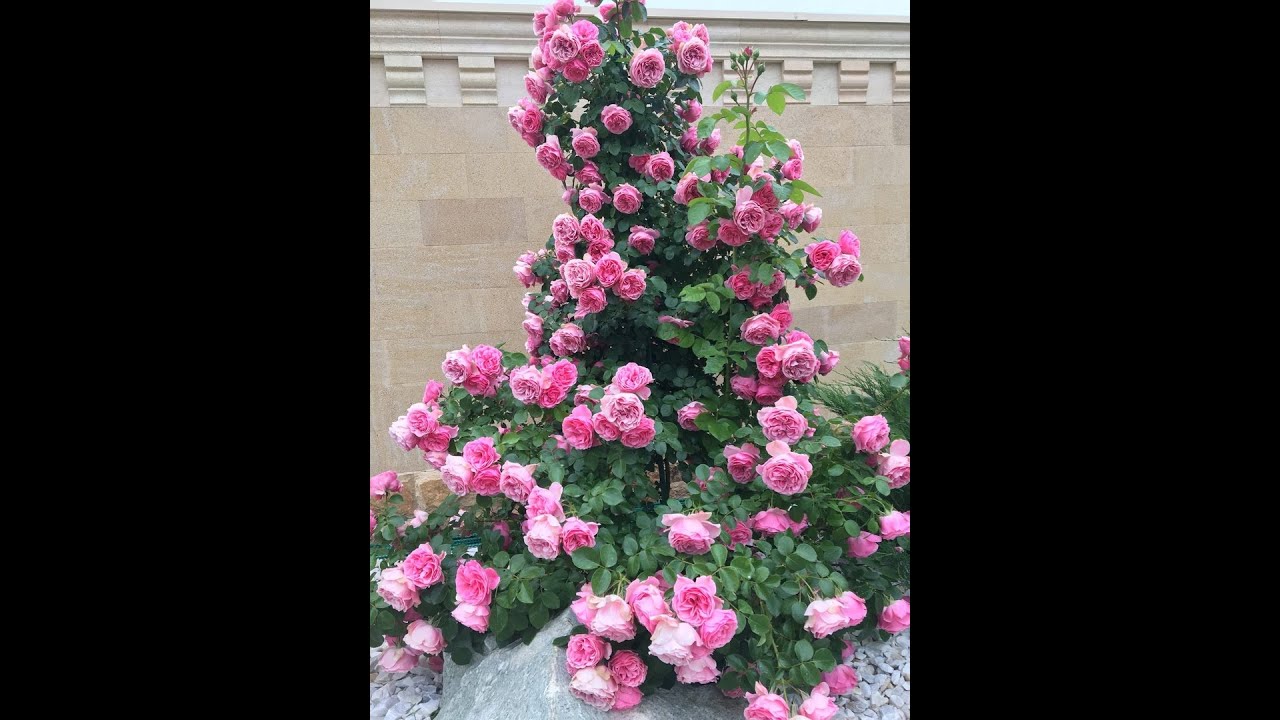 Розы удочки на кустах- причина Питомник роз Полины Козловой, rozarium.biz #розы  #сад #цветы