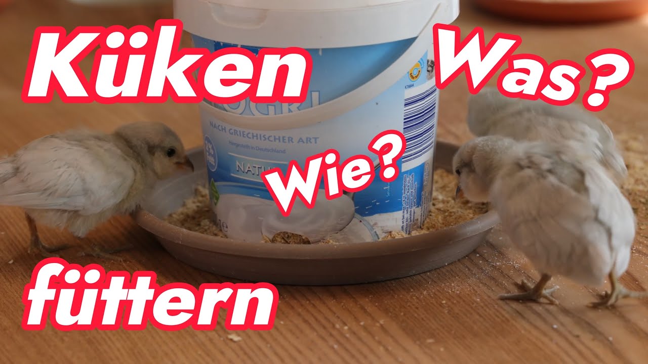 Küken füttern schnell & einfach 🐣🐥 Was und wie den Hühner Küken füttern? Kükenfutter F13