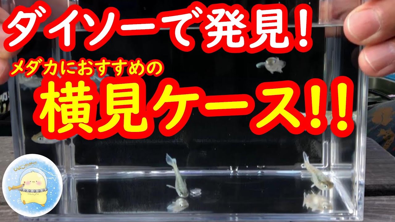 【コスパ最強】ダイソーで発見!！メダカにおすすめの横見ケース！【ひよこめだか/メダカ飼育】