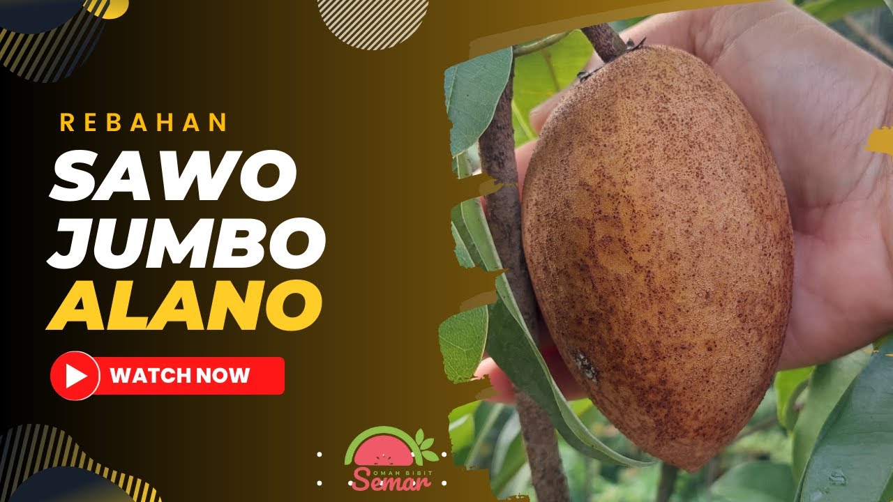 SAWO JUMBO ALANO | SANGAT - SANGAT RECOMMENDED | PALING SPESIAL !!!