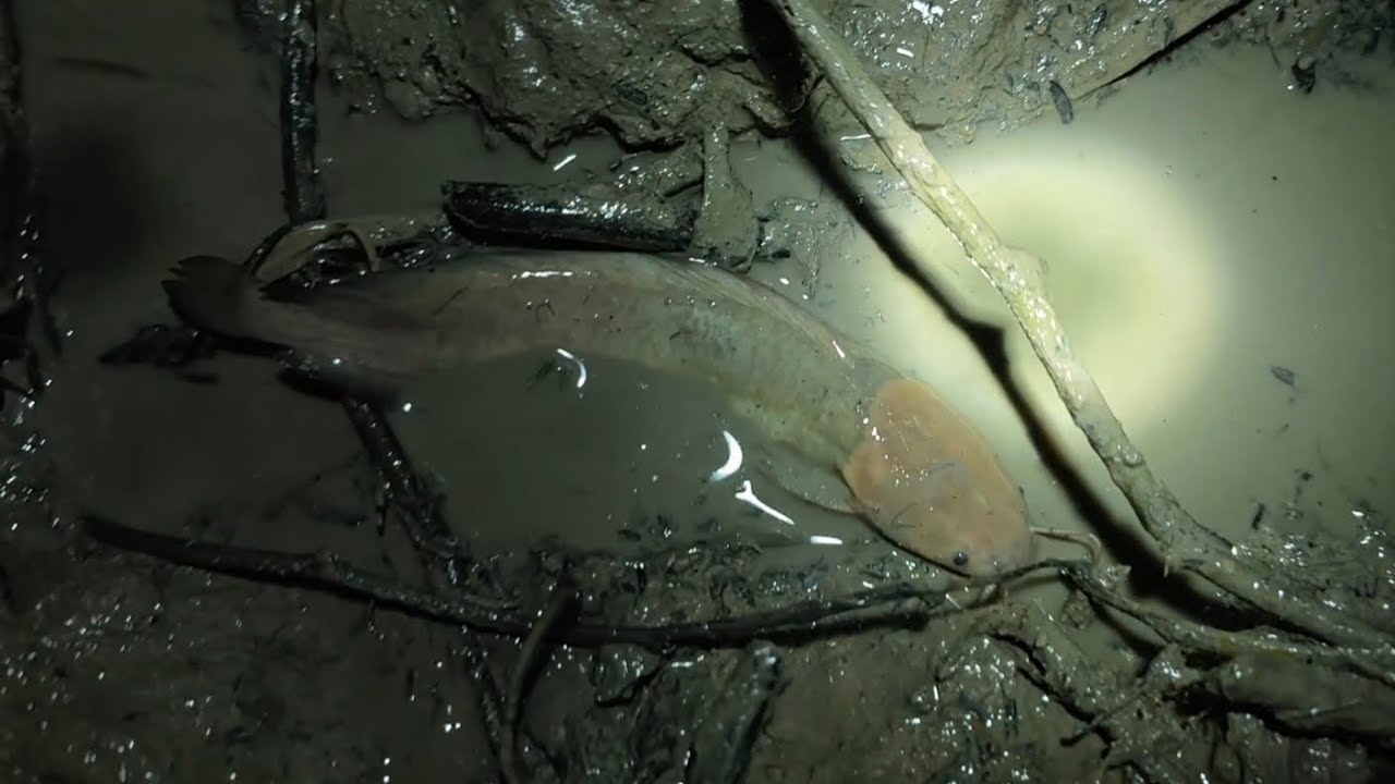 You Won't Believe This Fishing Catch!😱Fishing 2026 Unexpected Fishing - Big Surprise Catch!