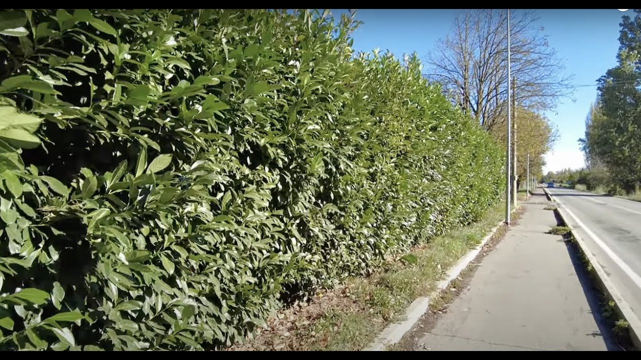 Siepe sempreverde a foglia lucida (Prunus Laurocerasus)
