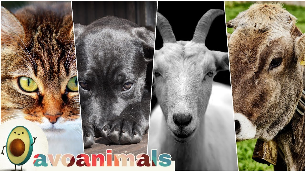 20 amazing animal | animal sounds for kids