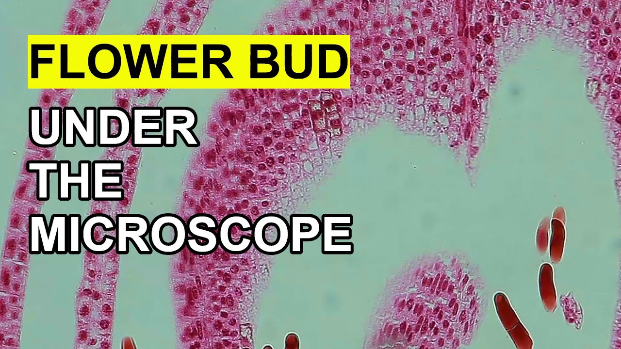 Flower Apical Bud under the Microscope