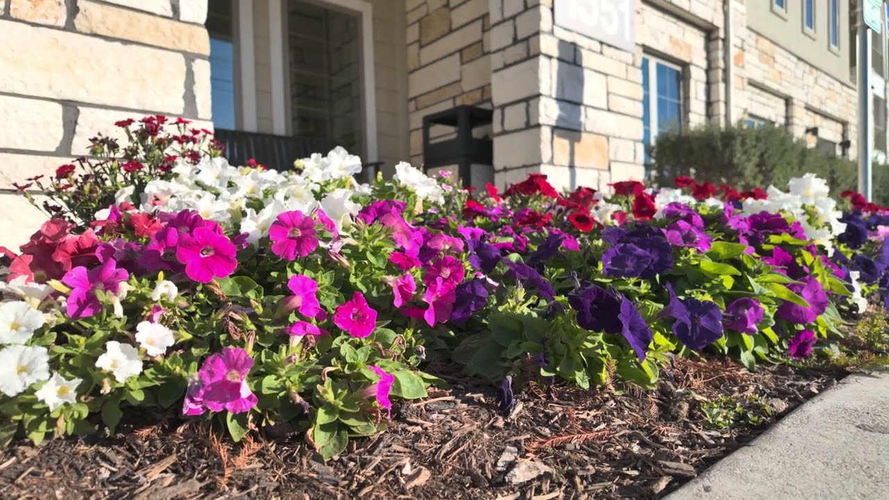 Flower bed at my apartment complex.