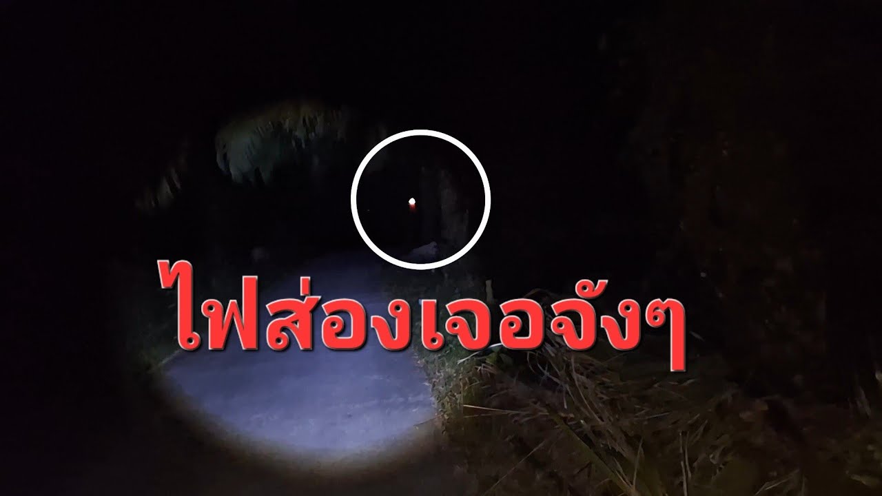เดินลุยป่าช้า มืดๆค่ำๆเจออะไรบ้าง