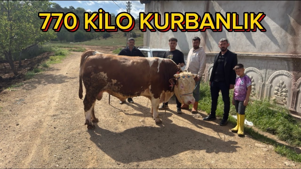 KURBANLIK HİSSE FİYATLARI BÜYÜKBAŞ 18 MAYIS 2025
