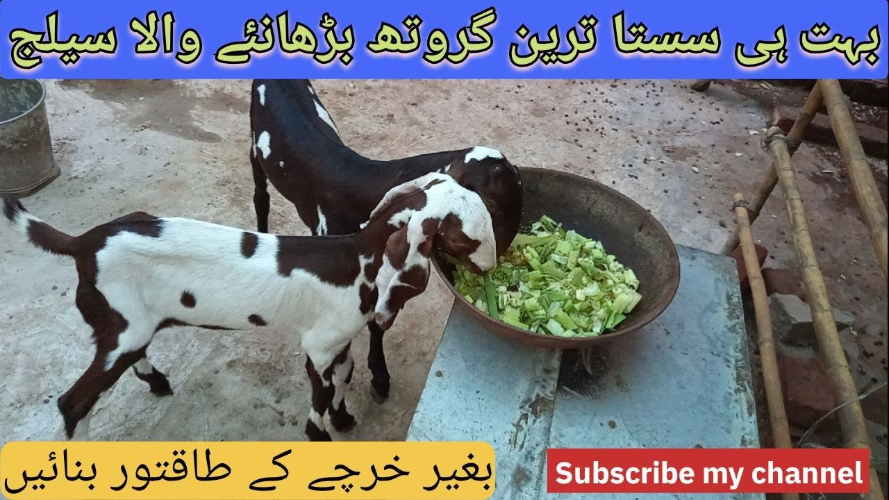 CORN HUSK vs MAIZE: Which Goat Feed is Better?#goat #farming 