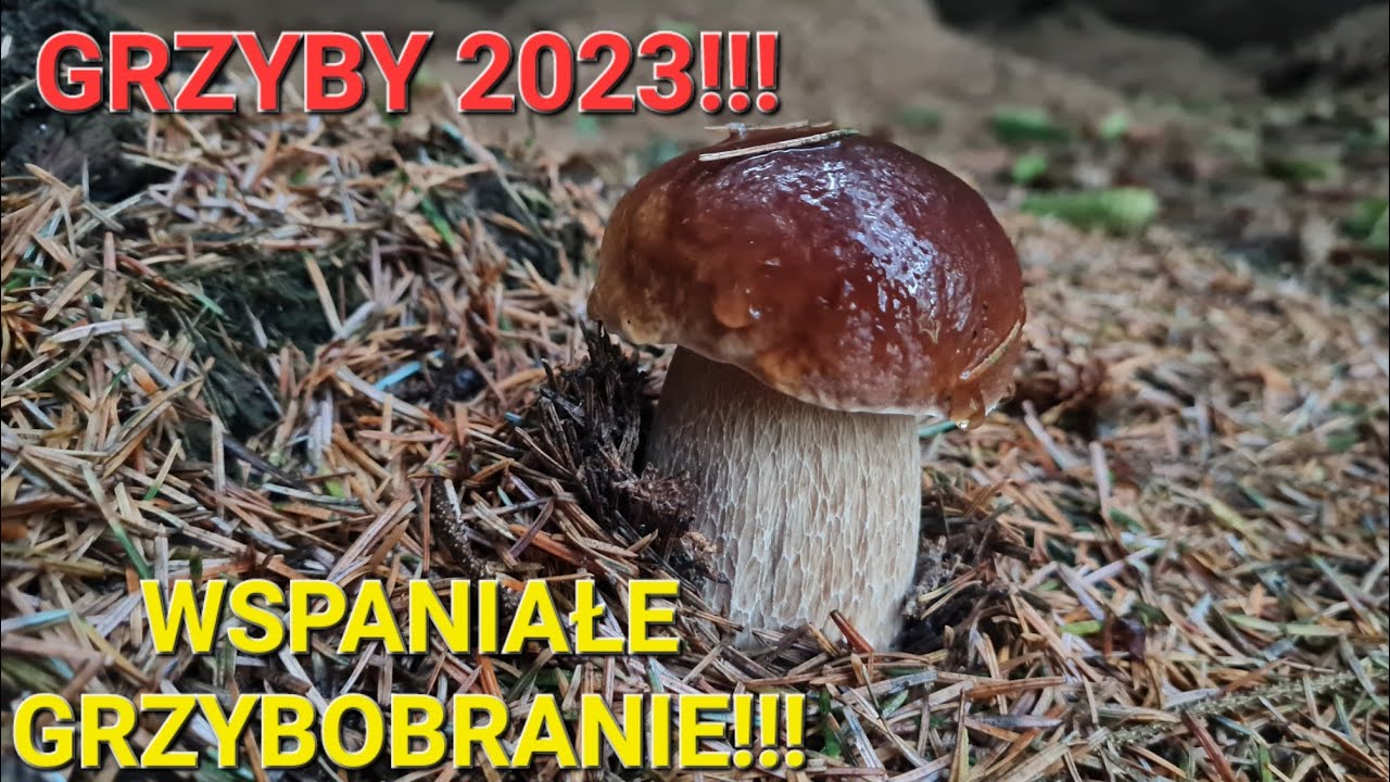 GRZYBY 2023!!! Wspaniałe grzybobranie!!! PRAWDZIWKI (BOROWIKI)