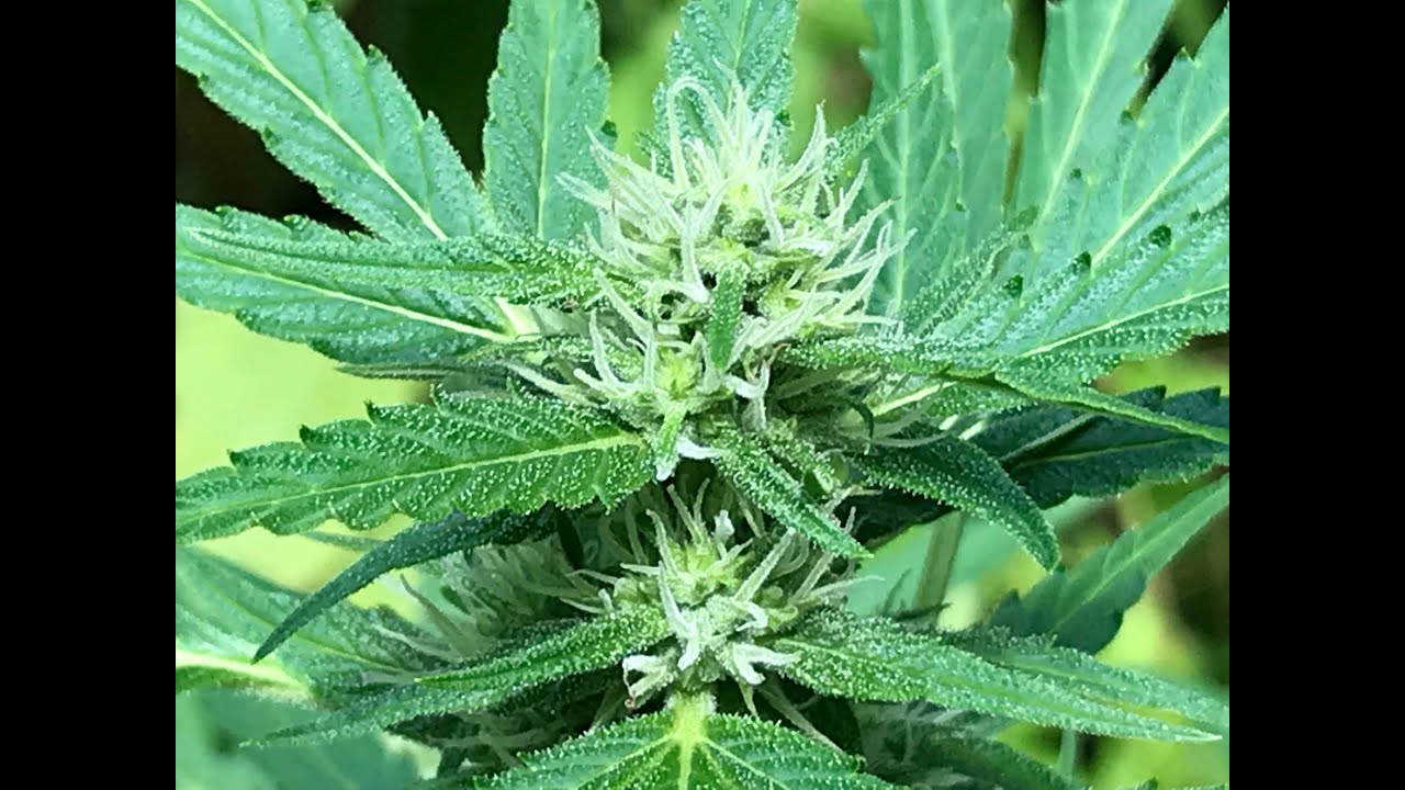 Gorilla Grow 2022 Ep 11 August 6 Green Crack Auto +indoor update