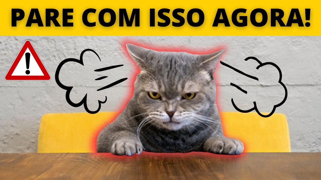 13 Coisas que os Gatos ODEIAM | Você Vai Se Surpreender!