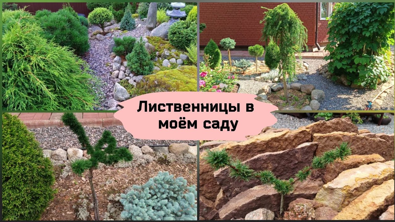 Лиственницы в моём саду.