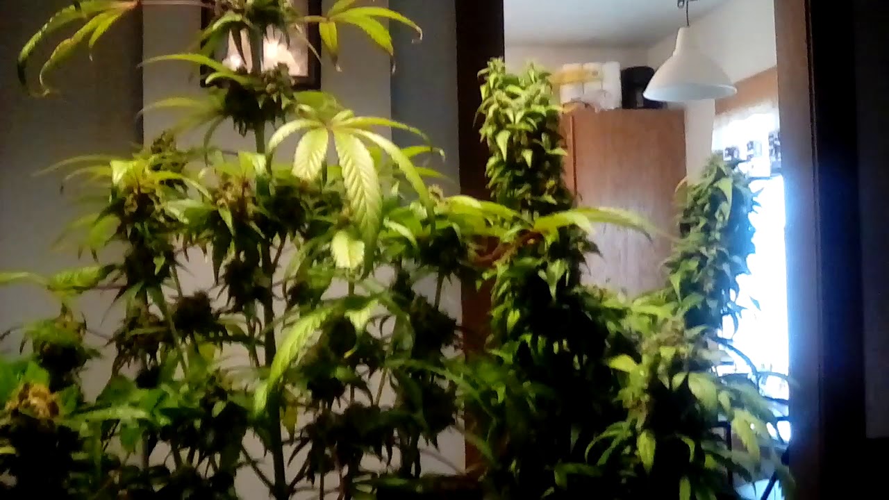 HARVEST VIDEO  (part 2 ) GROW YOUR OWN G-13