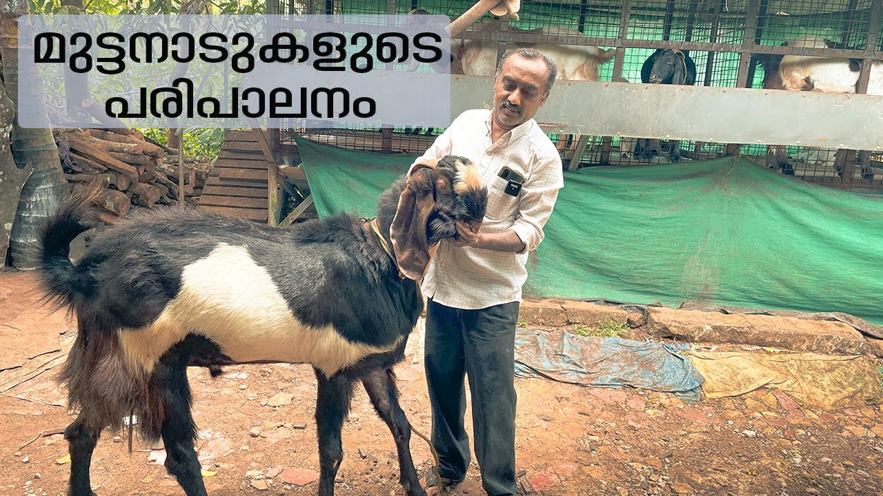 നിങ്ങളുടെ മുട്ടനാടുകളെ ഇതുപോലെ നല്ല Size ആക്കണോ ? #cjfarms