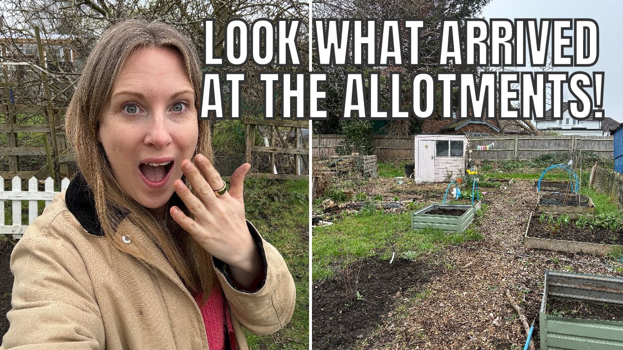 LOOK WHAT ARRIVED!! / ALLOTMENT GARDENING UK