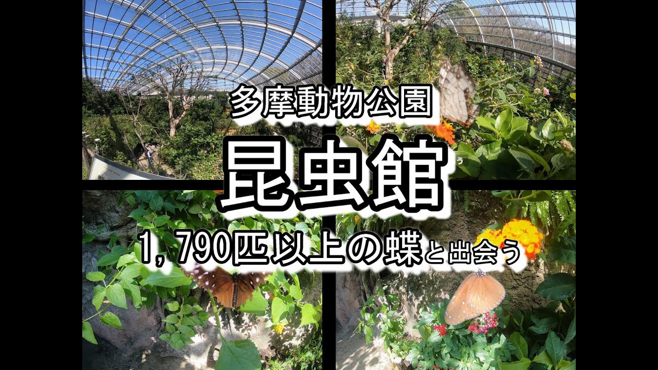 【1,790匹の蝶に出会う】３時間で多摩動物公園を遊びつくす【昆虫館編】