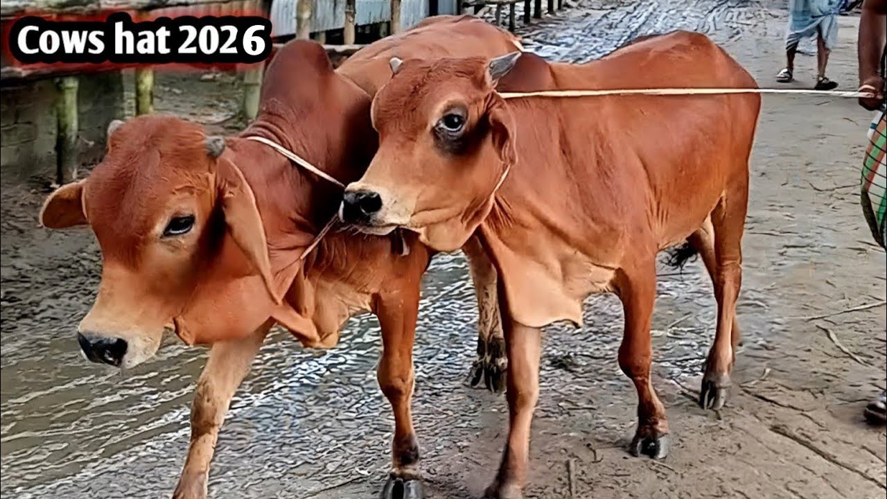 Cows hat 2026 | Angry cow cattle market bd | Hazratpur cattle market | Biggest cow unloading video 