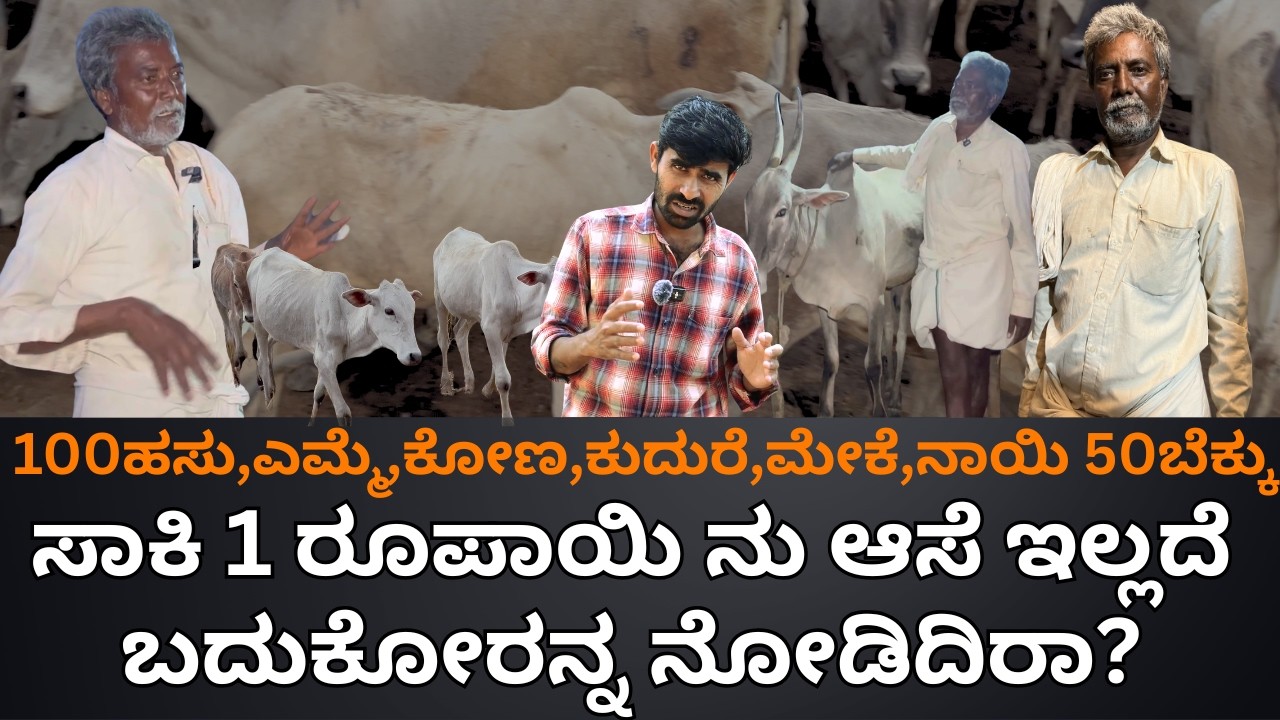 100ಹಸು,ಎಮ್ಮೆ,ಕೋಣ,ಕುದುರೆ,ಮೇಕೆ,ನಾಯಿ 50ಬೆಕ್ಕು|60-Year-Old Grandfather Caring for 100 Amruth Mahal Cows