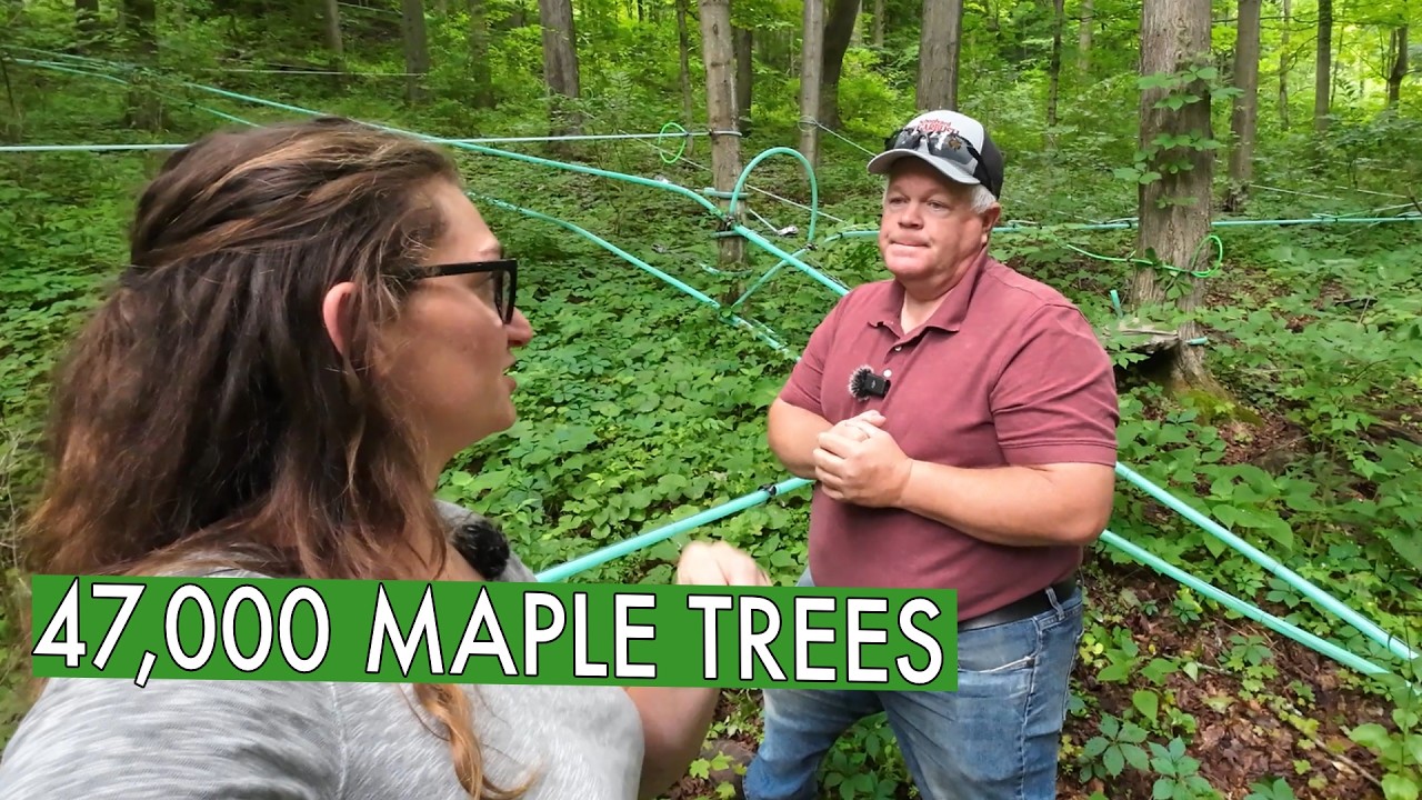 From 12 to 47,000 Maple Trees, He Uses Technology to Help Ease the Labor (Schoolyard Sugarbush)