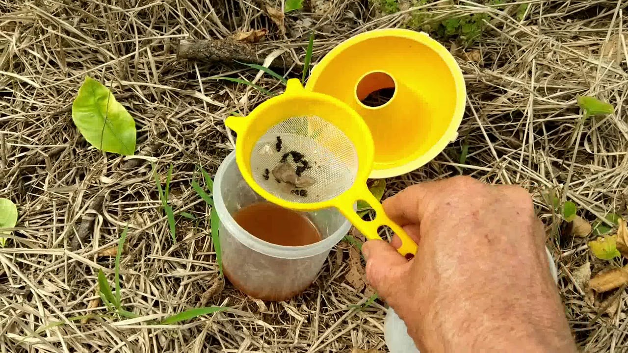 COMO CAPTURAR A MOSCA DAS FRUTAS COM DIFERENTES TIPOS DE ISCAS