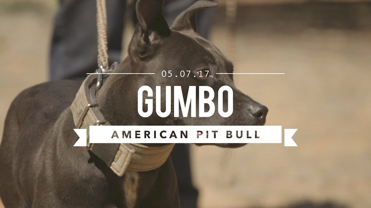 GUMBO AN AMAZING AMERICAN PIT BULL TERRIER