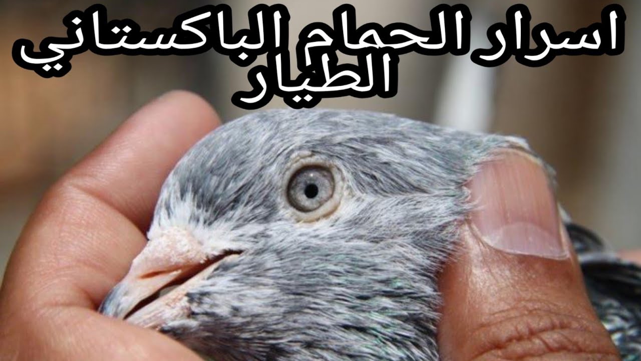 اسرار الحمام الباكستاني الطيار مع الخبير محمد الهاشمي