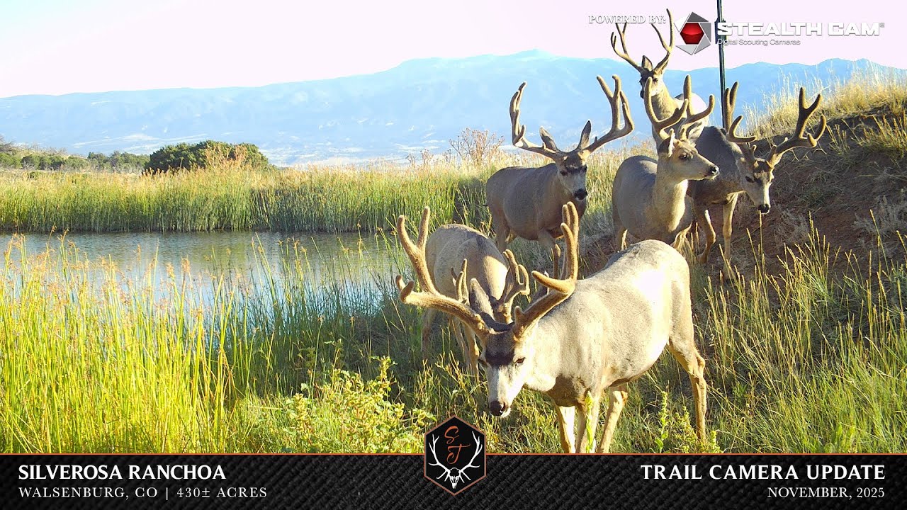 Silverosa Ranchoa- Trail Camera Video