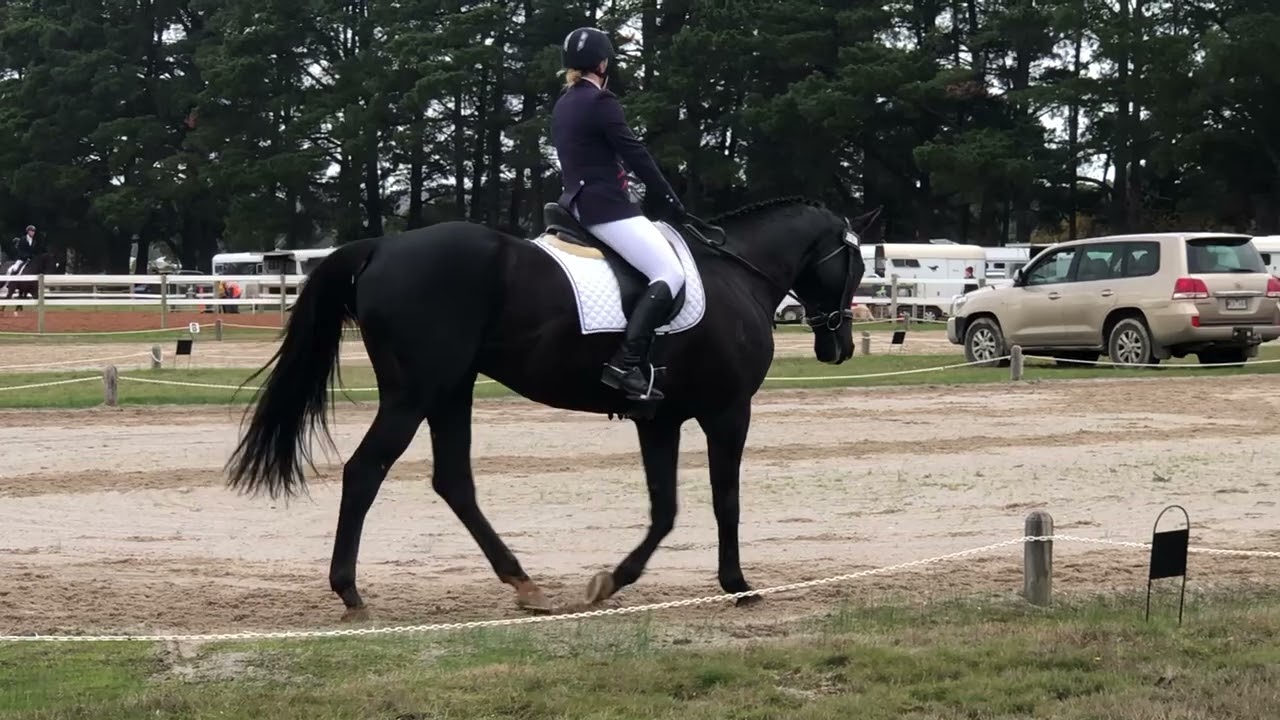 Just Before Dark- 71.11% -1* Dressage