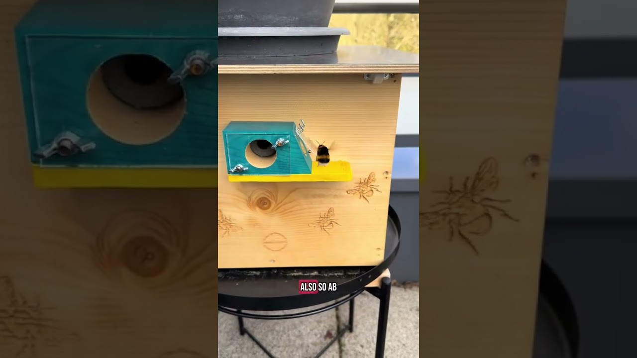 Hummel K&ouml;nigin erkennen..🤔🐝🥰 #sumikohh #bumblebee #hummelhaus #hummeln #insekten #hummeltok