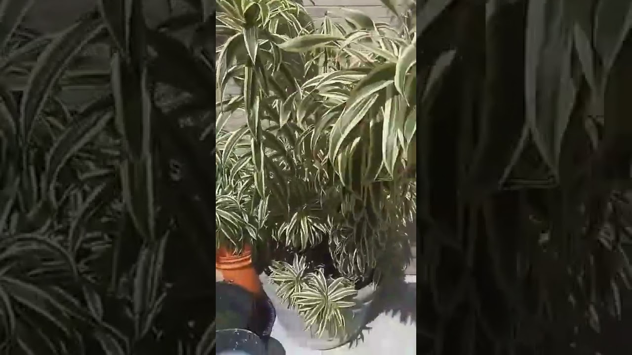 PLEOMELE COM MUITA SA&Uacute;DE.#dracena tricolor#plantas ornamentais #plantadesolpleno#dracaena #short