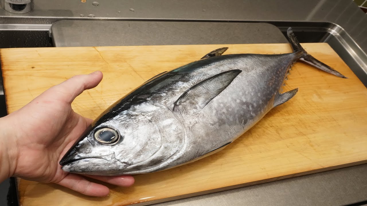 コシナガマグロのさばき方と刺身の作り方（Tuna sashimi）