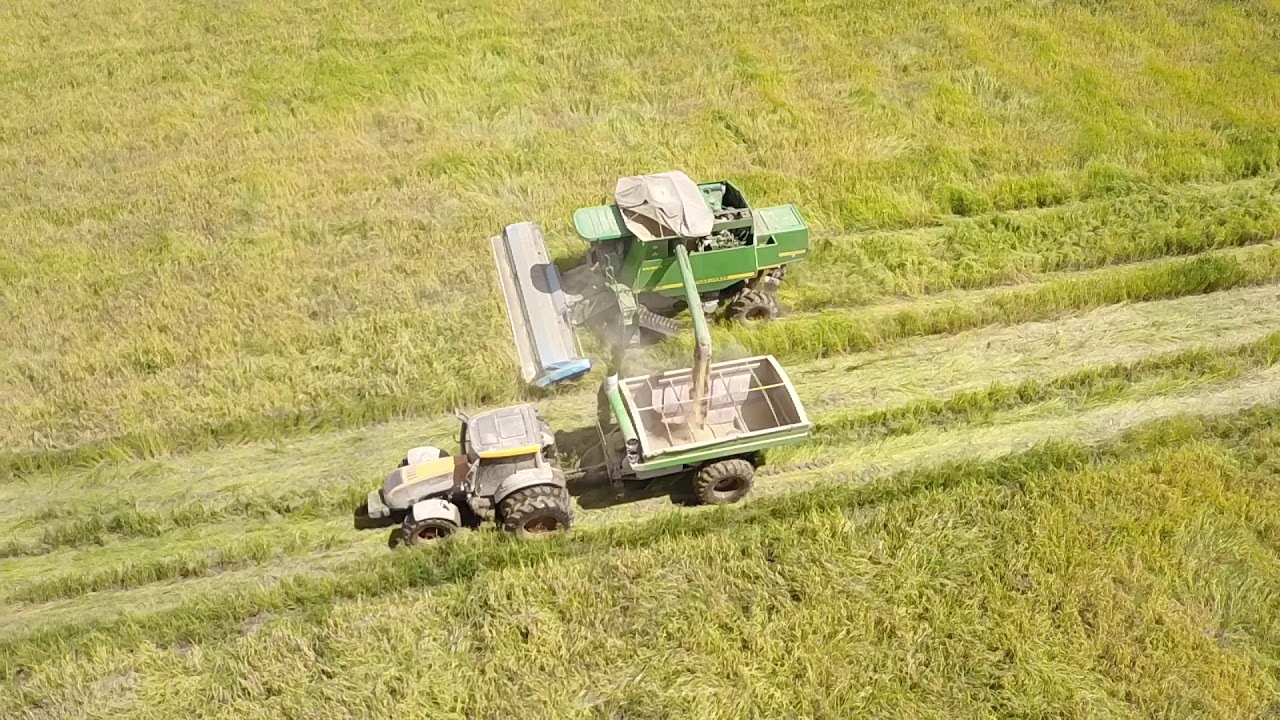 La cosecha de arroz, en Bolivia Beni