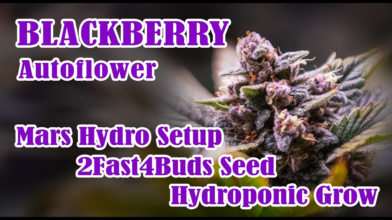 2Fast4Buds Blackberry vom Samen bis zur Ernte im DWC-Setup Hydroponik f&uuml;r Anf&auml;nger
