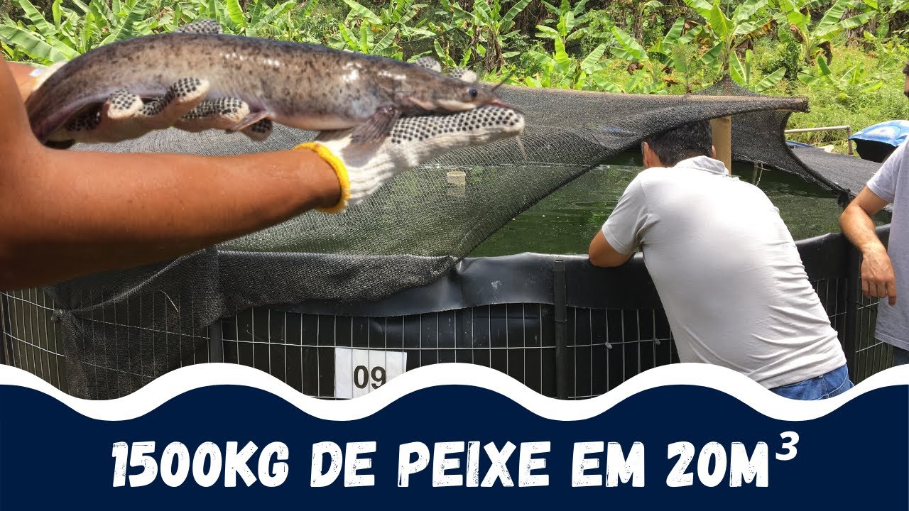 Criação INTENSIVA DE BAGRE AFRICANO (Clarias) - Produção de alevinos e Associação de Agricultores