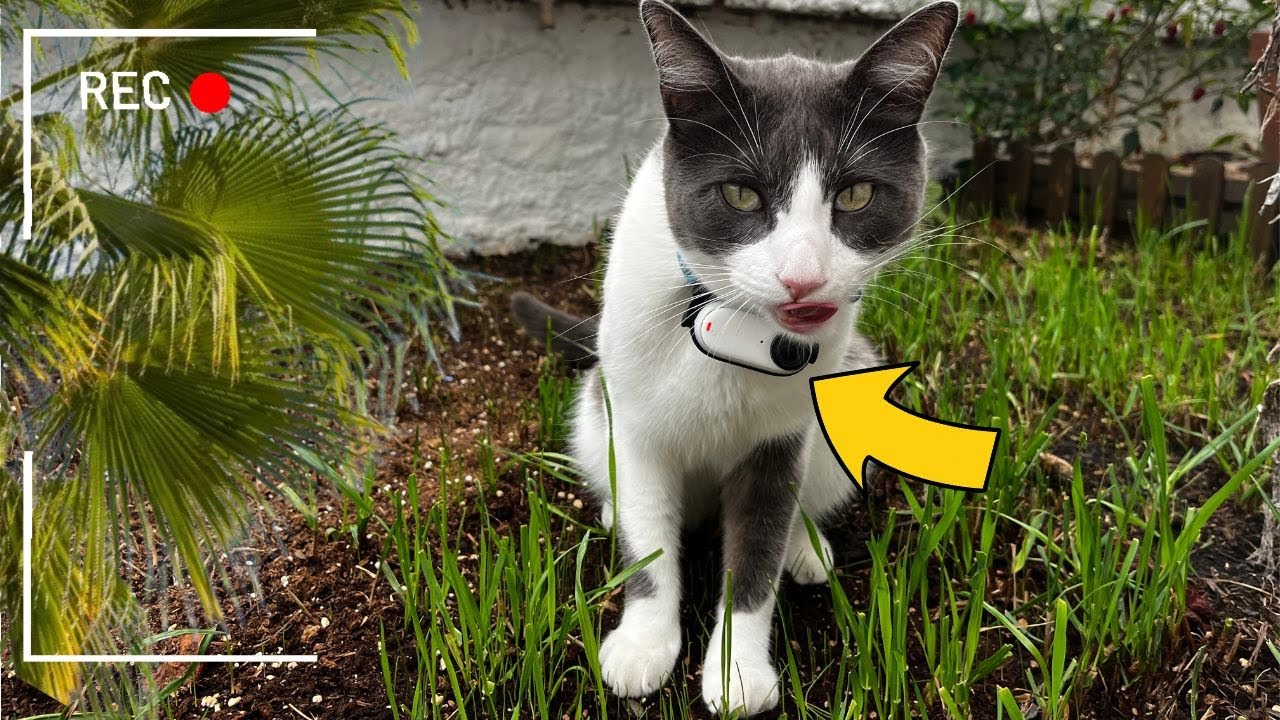 Cat wearing camera: Chatting to Birds & Flirting with a Lady Cat!