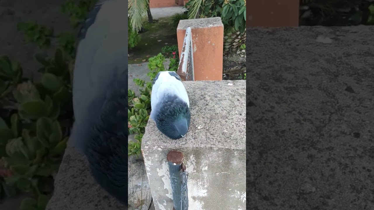 Palomo deportivo seduciendo a paloma