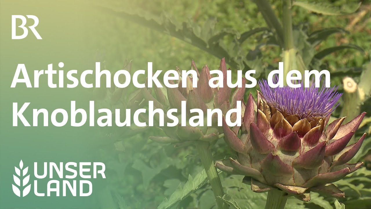 Artischocken in Mittelfranken | Unser Land | BR Fernsehen